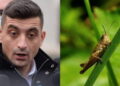 AUR cere interzicerea utilizării insectelor în producția hrănei pentru populație