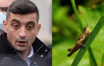 AUR cere interzicerea utilizării insectelor în producția hrănei pentru populație