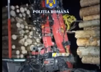 Polițiștii au efectuat 146 de percheziții în două dosare penale pentru tăiere ilegală de arbori, evaziune fiscală și alte infracțiuni