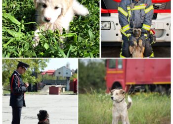ISU Timiș amintește că pompierii lugojeni au salvat patru căței și i-au adoptat