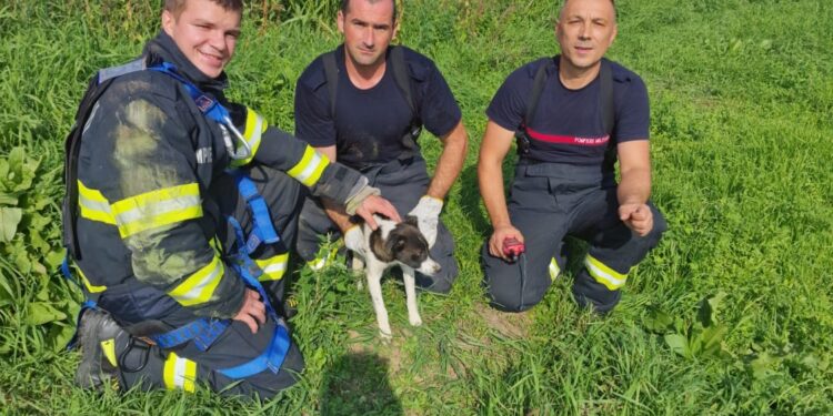 Pompierii timișeni au salvat un cățel căzut într-o fântână