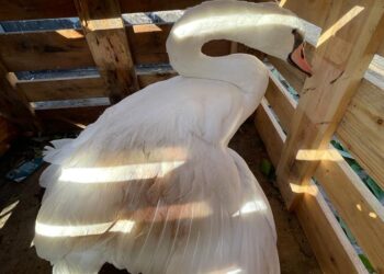 Comisarii Gărzii de Mediu Timiș au preluat o lebădă rănită din lacul din localitatea Dumbrăvița