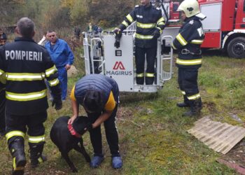 FOTO Pompierii militari din Lugoj au salvat un câine blocat pe o stâncă