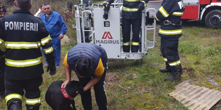 FOTO Pompierii militari din Lugoj au salvat un câine blocat pe o stâncă