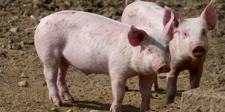 Circa 40.000 de porc urmează a fi uciși, dacă se confirmă suspiciunile de pestă porcină la o fermă din Parța