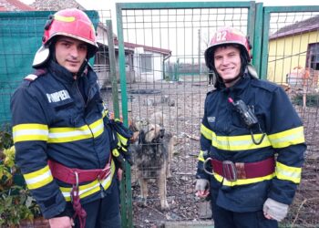 Pompierii timișeni au salvat un câine căzut într-un canal