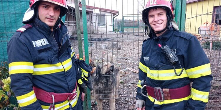 Pompierii timișeni au salvat un câine căzut într-un canal