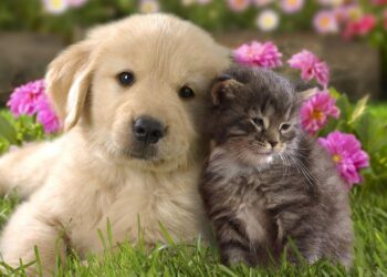 Campanie de sterilizare gratuită a câinilor și pisicilor, la Giroc!