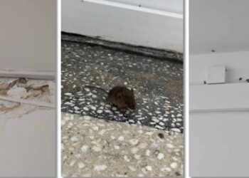 Universitatea de Vest din Timisoara, plină de șoareci, gandaci, plosnite, pereti scorojiti, mucegai si dusuri stricate!