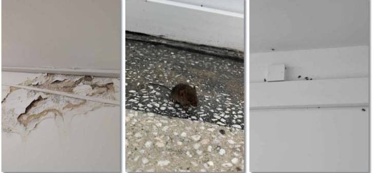 Universitatea de Vest din Timisoara, plină de șoareci, gandaci, plosnite, pereti scorojiti, mucegai si dusuri stricate!