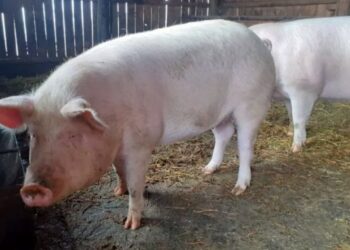 Claudiu Târziu solicită Guvernului să anuleze măsura care interzice vânzarea porcilor din gospodăriile țărănești: „O TICĂLOȘIE FĂRĂ MARGINI!”