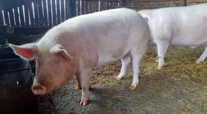 Claudiu Târziu solicită Guvernului să anuleze măsura care interzice vânzarea porcilor din gospodăriile țărănești: „O TICĂLOȘIE FĂRĂ MARGINI!”