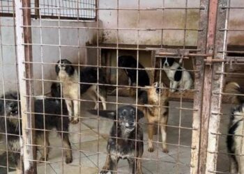 Un nou contract cu Danyflor, de peste 50.000 de euro, să adune cadavre de animale și păsări de pe străzi