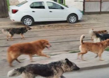 Administrația Fritz continuă cu Danyflor. A semnat contractul de 1,6 milioane de euro pentru a eutanasia câinii fără stăpân de pe străzile din Timișoara