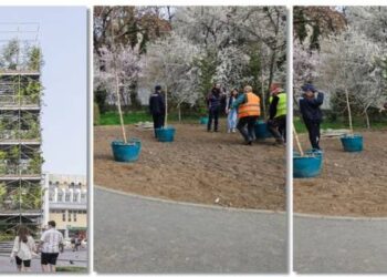 O parte dintre plantele care au crescut anul trecut în schelă din Piață Victoriei, mutate în spații verzi din Timișoara