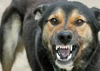 Femeie atacată de câinele vecinilor într-o localitate din Timiș! Stăpânul s-a ales cu dosar penal