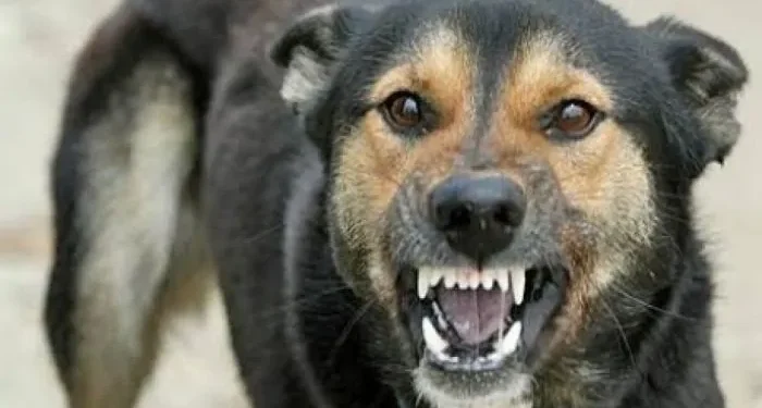 Femeie atacată de câinele vecinilor într-o localitate din Timiș! Stăpânul s-a ales cu dosar penal