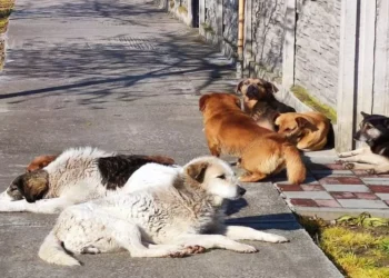 În Timiș vor fi costruite două adăposturi pentru animalele abandonate