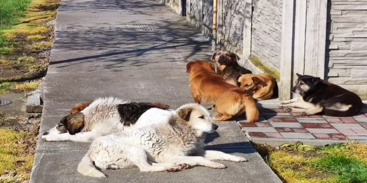 În Timiș vor fi costruite două adăposturi pentru animalele abandonate