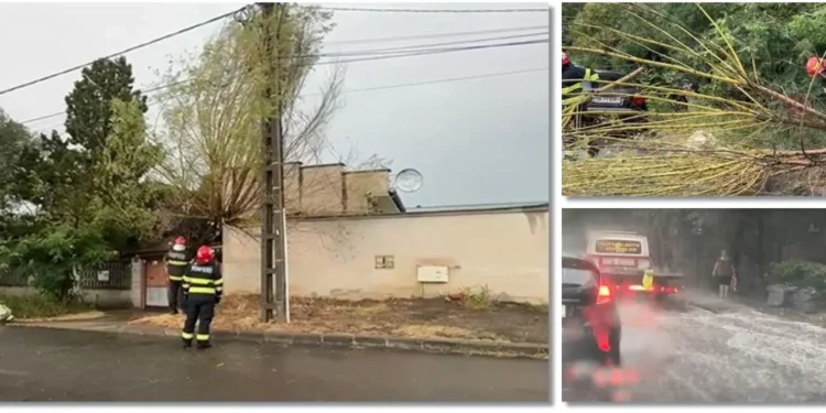 Copaci căzuți peste firele de curent la Timișoara dupa furtună